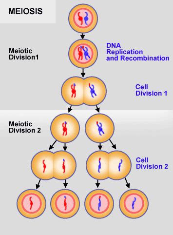 gametes are produced by quizlet|gametes are produced by meiosis.